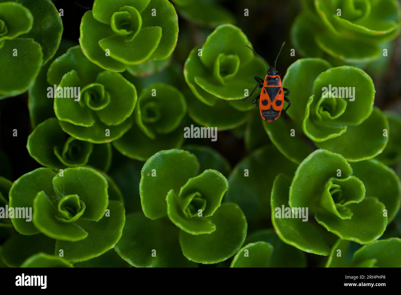 a fire bug sitting on the leaves of carpet fat leaf (Sedum spurium), top view, Germany Stock Photo