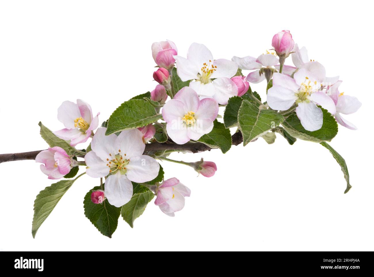apple tree flowers isolated on white background Stock Photo