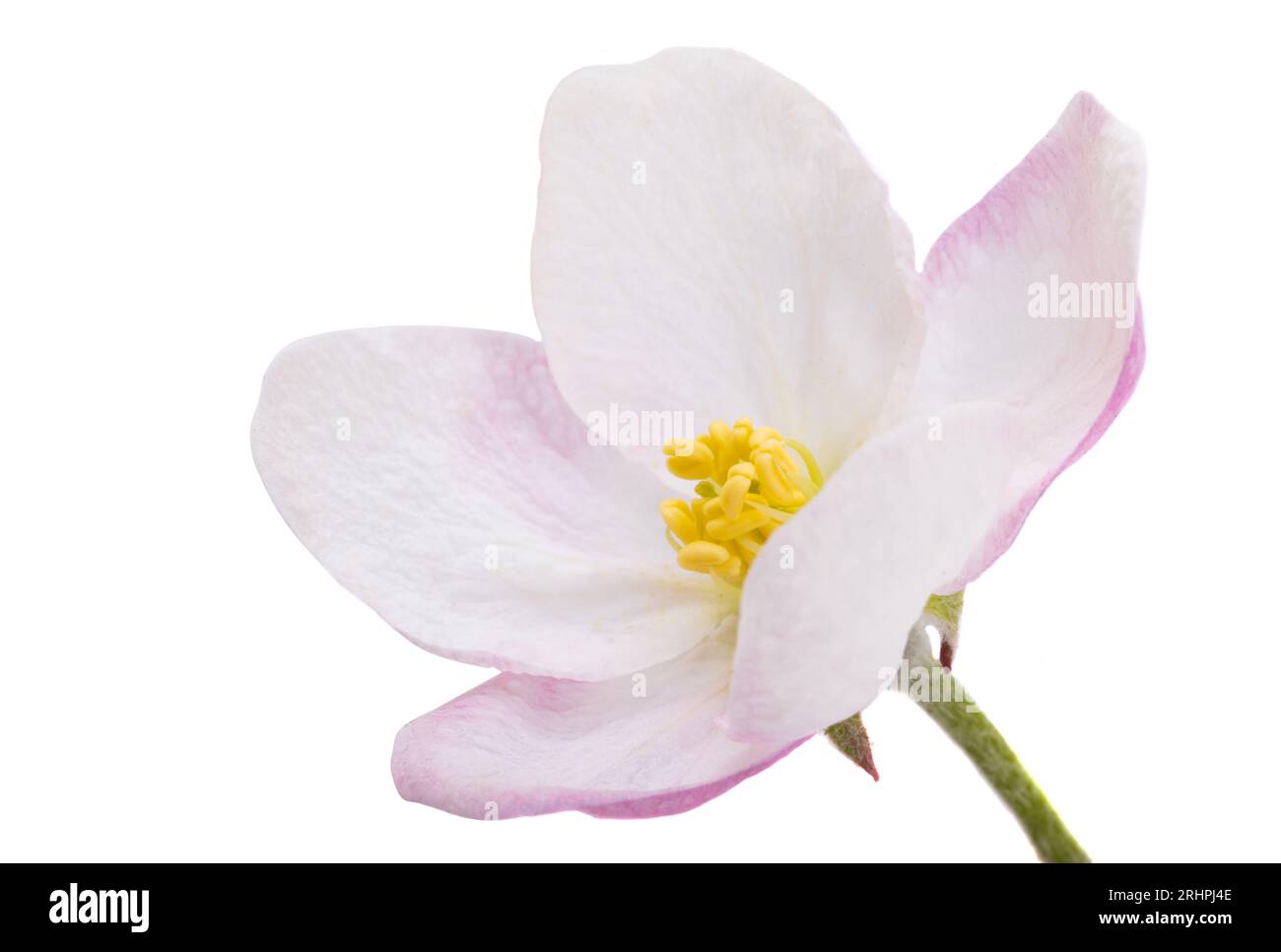 apple tree flowers isolated on white background Stock Photo