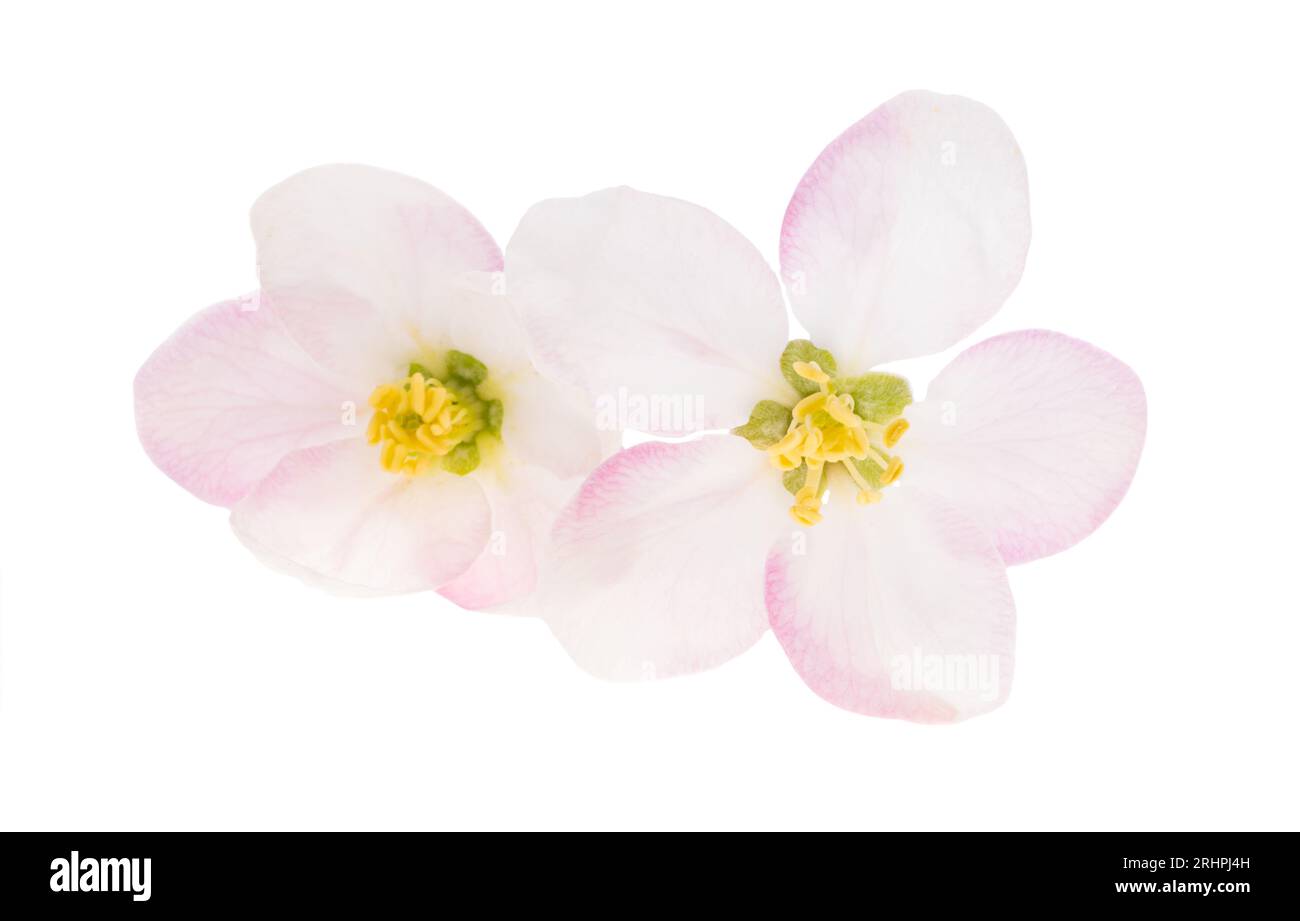 apple tree flowers isolated on white background Stock Photo