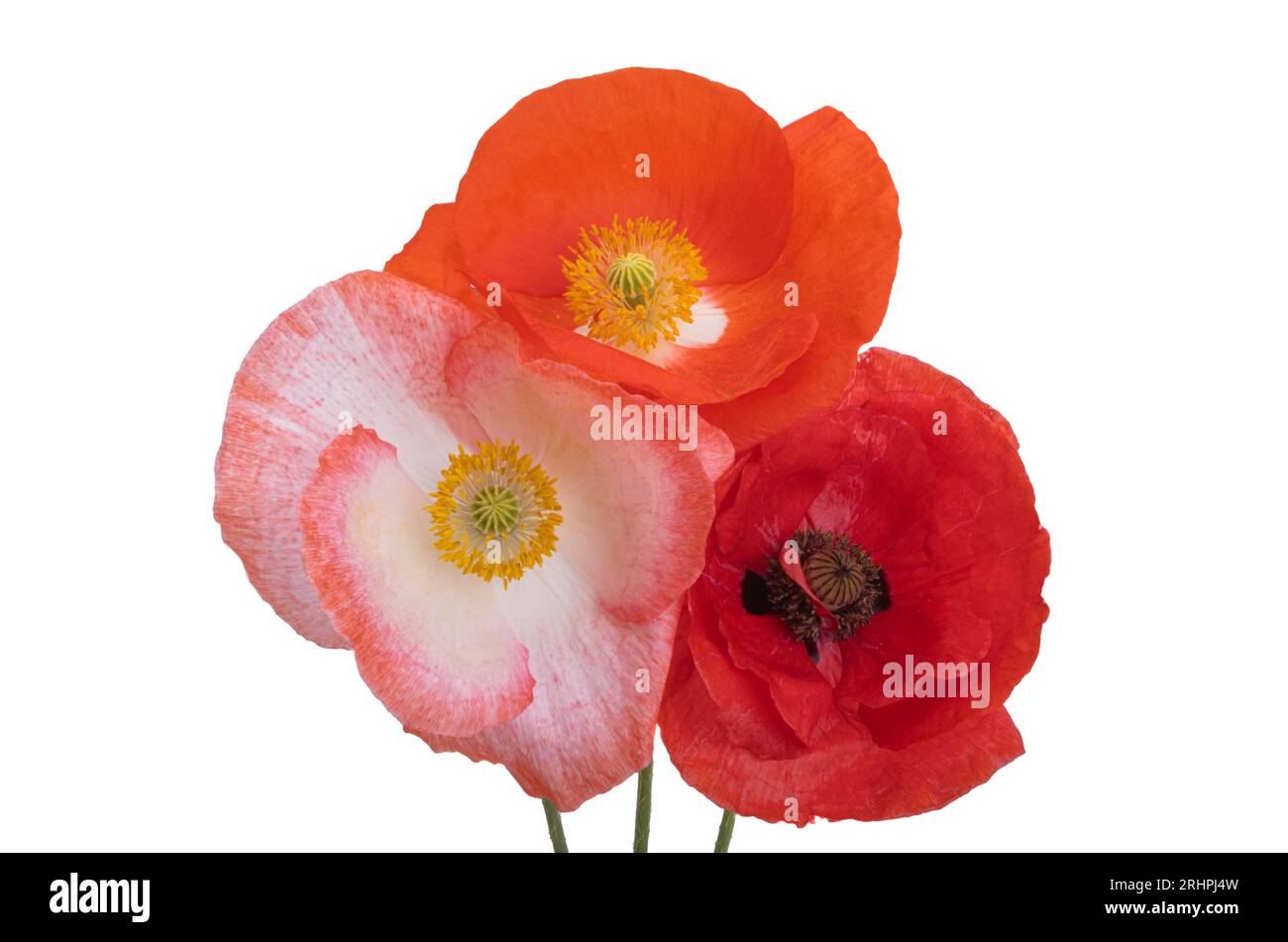 beautiful poppies isolated on white background Stock Photo - Alamy