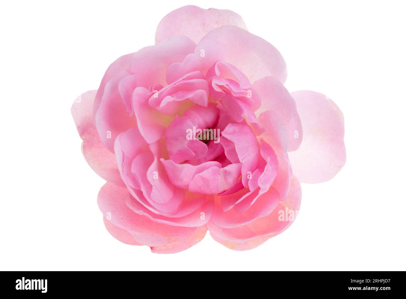 beautiful pink rose isolated on white background Stock Photo - Alamy