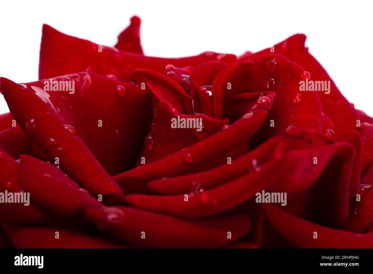 dark red rose with drops isolated Stock Photo