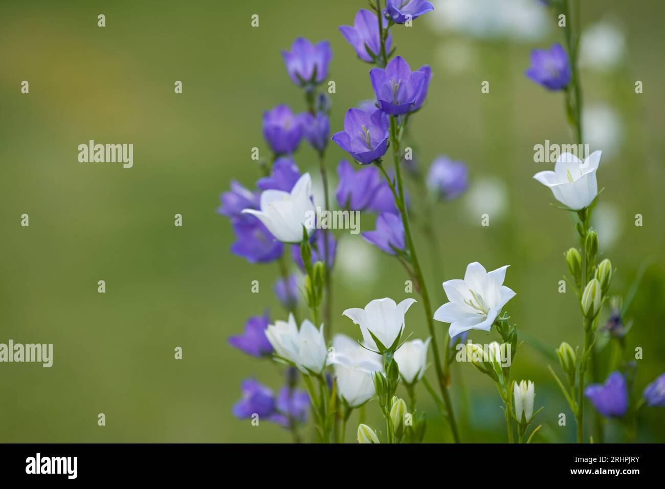white and purple flowers of peach-leaved bellflower (Campanula persicifolia), Germany Stock Photo