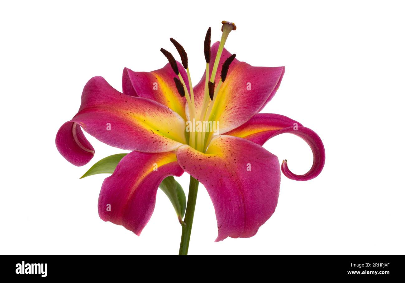 lily flower isolated on white background Stock Photo - Alamy