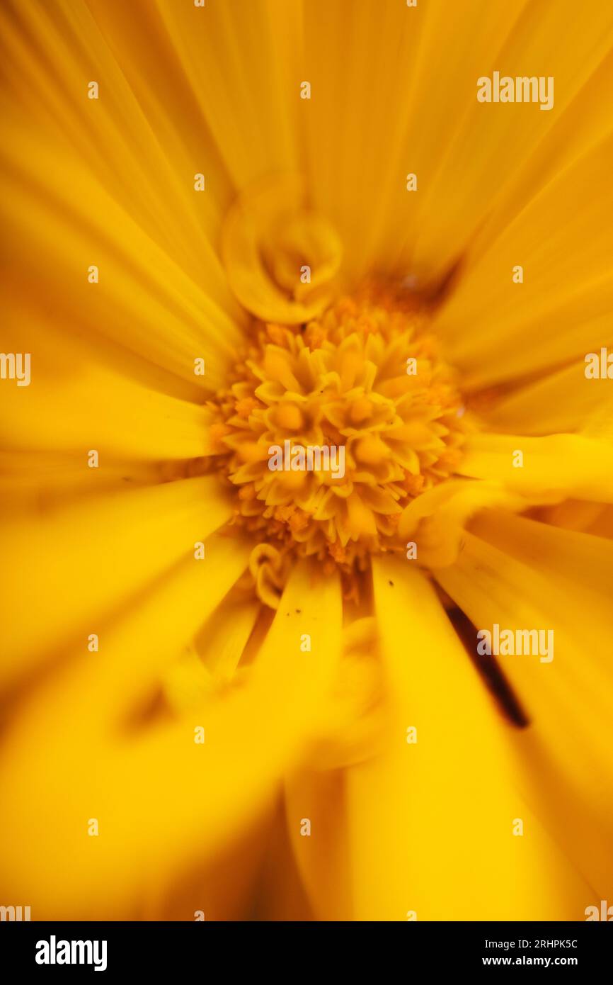 Marigold close up Stock Photo