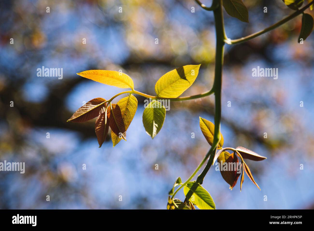 Walnut tree in spring with fresh foliage Stock Photo - Alamy