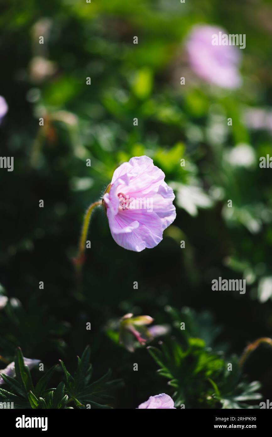 Cranesbill Stock Photo