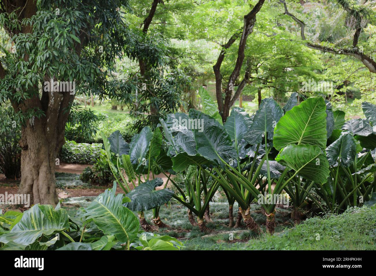 Taro plants grass, walking paths and trees in the Allerton Gardens in