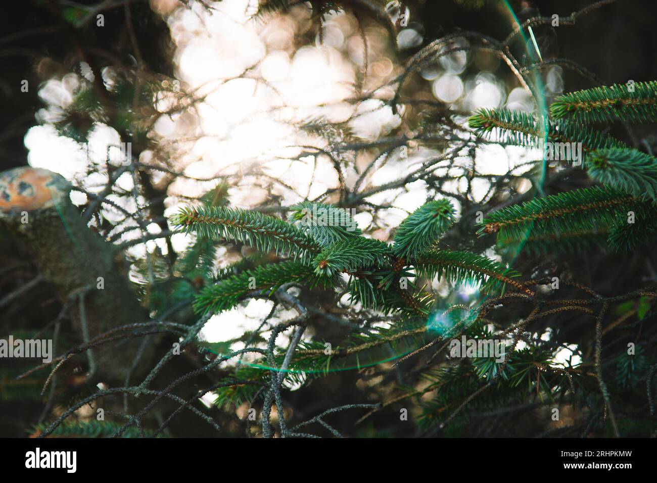 Germany, Schleswig-Holstein, island Amrum in autumn, coniferous tree, close up Stock Photo