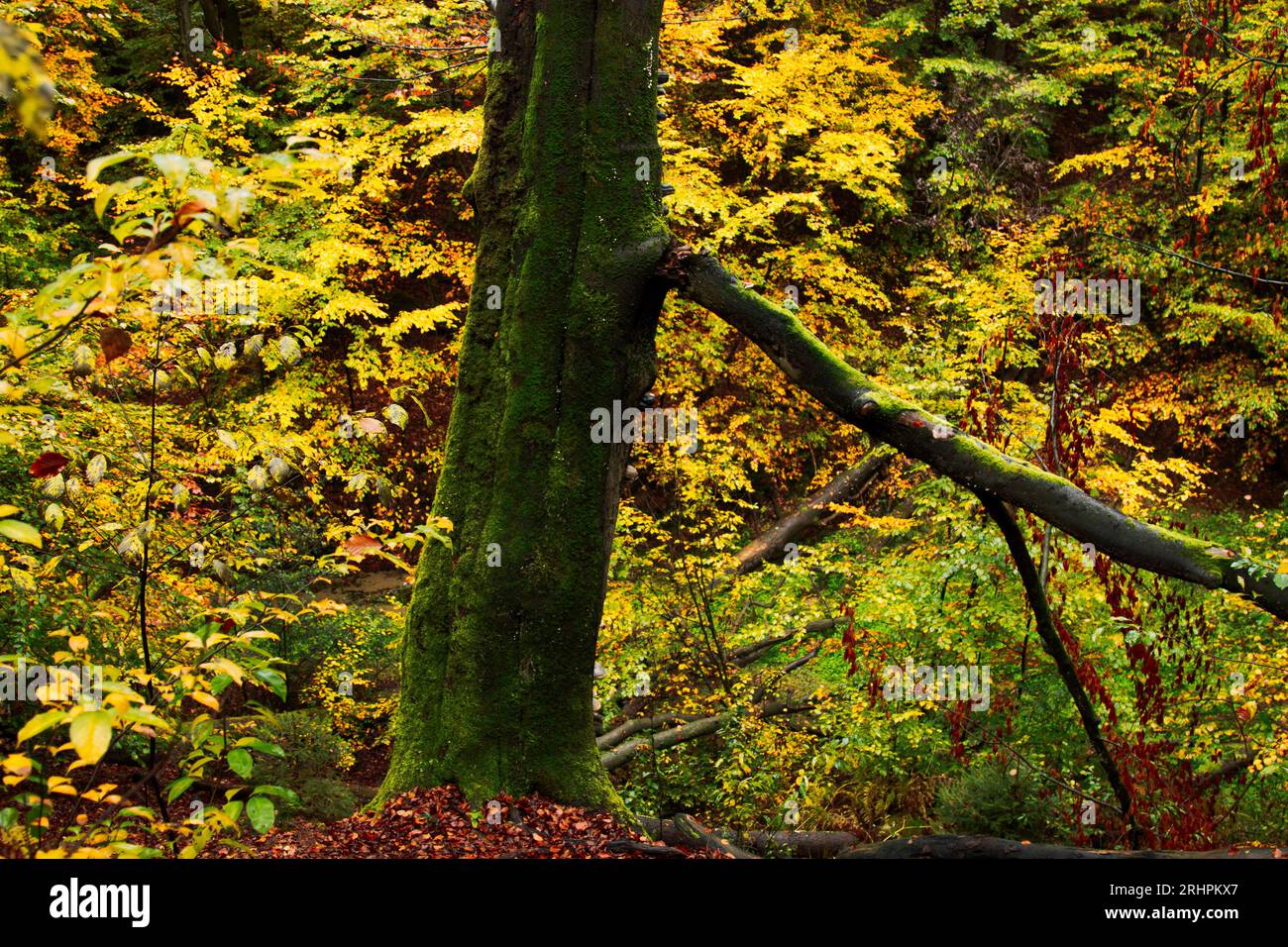 Forest walk in autumnal Teutoburg Forest in Furlbach Valley Stock Photo ...