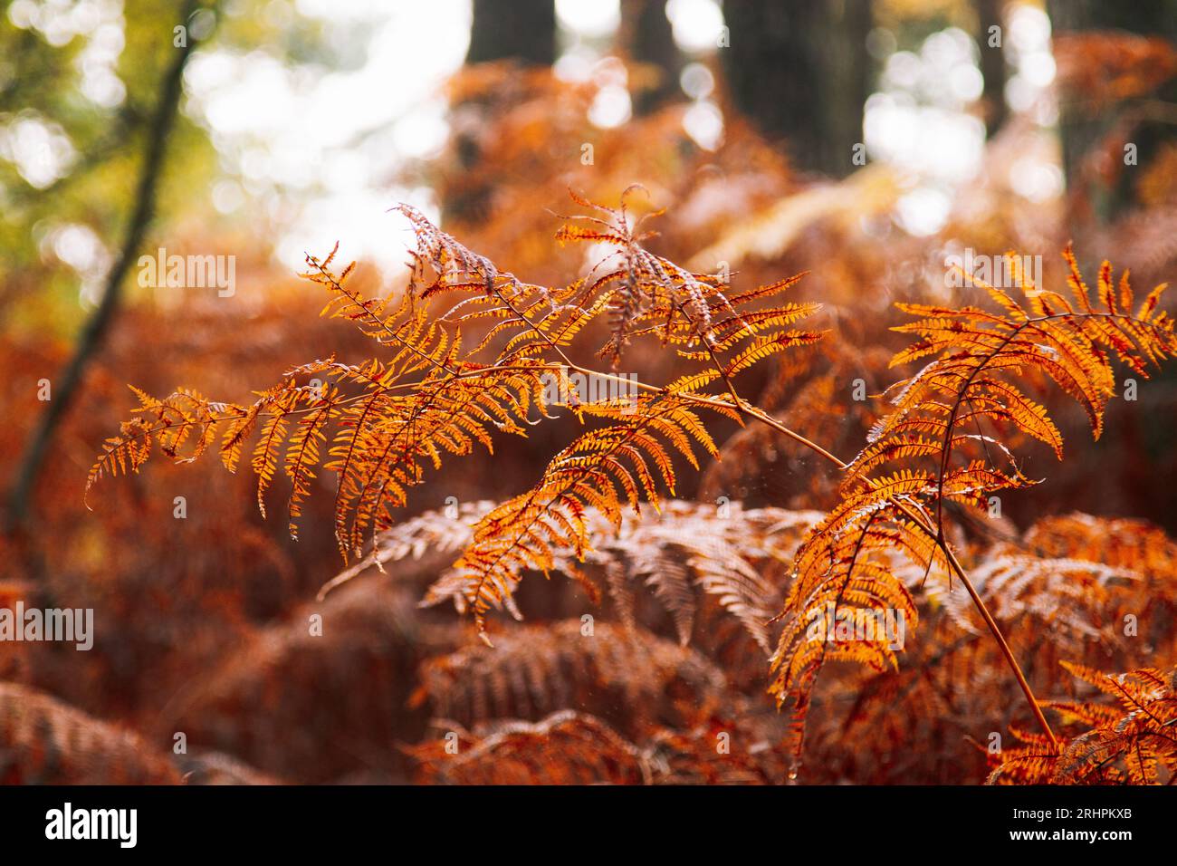Forest walk in autumnal Teutoburg Forest in Furlbach Valley Stock Photo ...