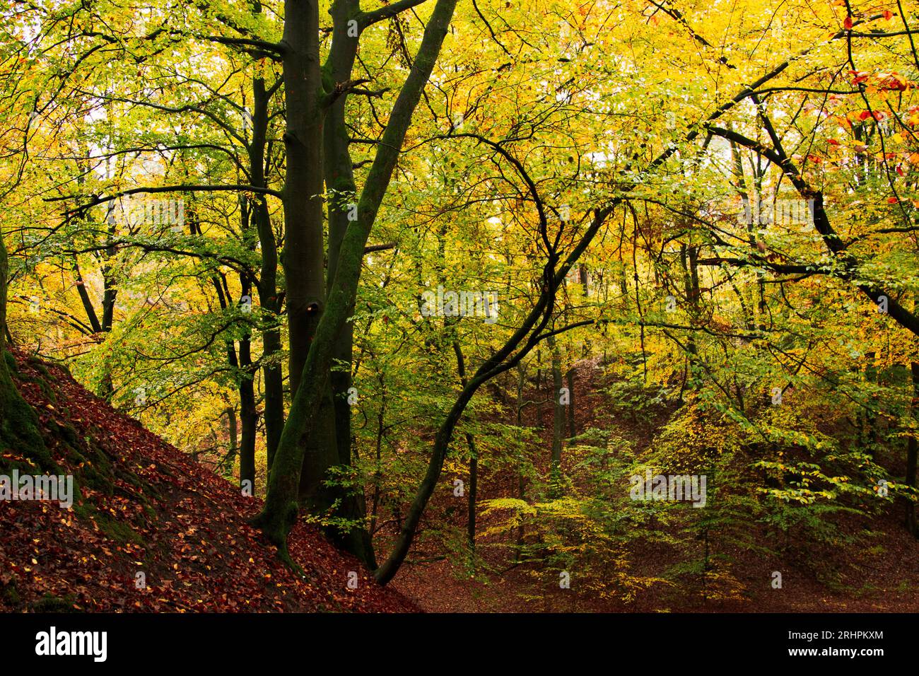 Forest walk in autumnal Teutoburg Forest in Furlbach Valley Stock Photo ...
