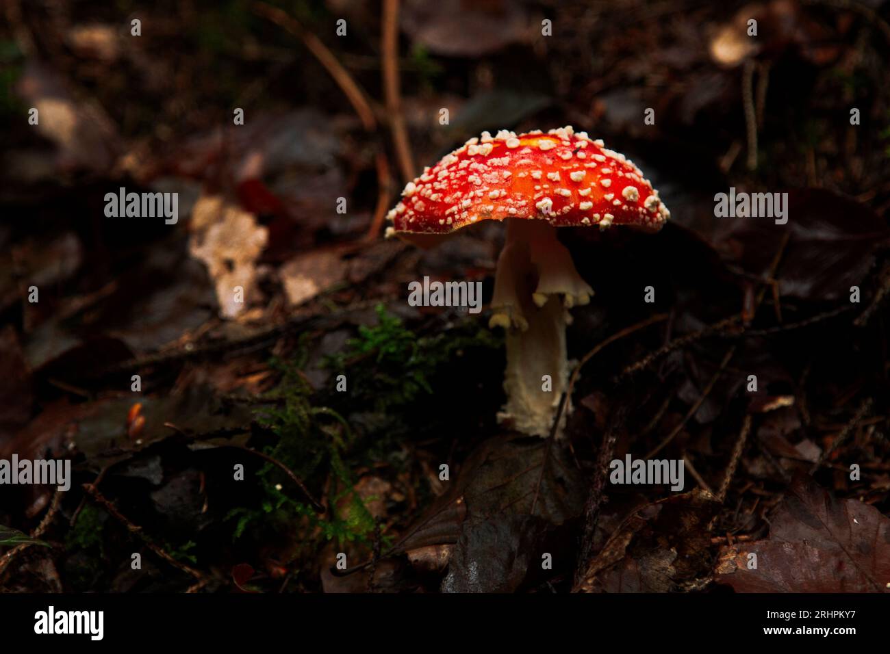 Forest walk in autumnal Teutoburg Forest in Furlbach Valley Stock Photo