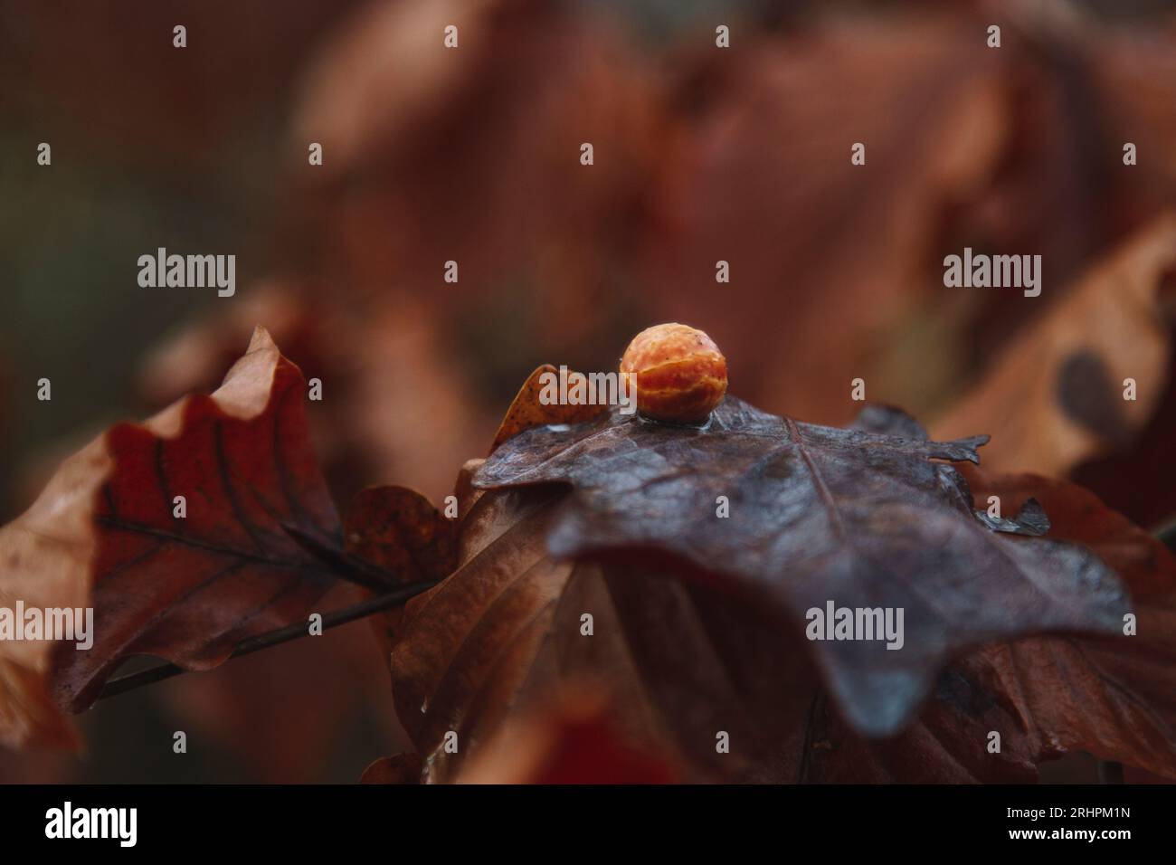 Withered oak hi-res stock photography and images - Alamy