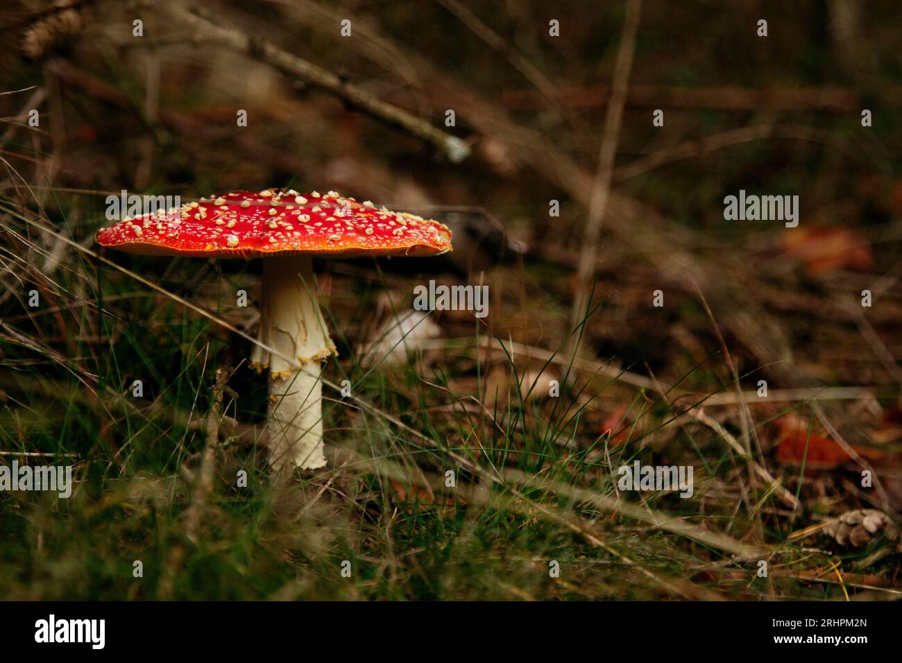 Forest walk in autumnal Teutoburg Forest in Furlbach Valley Stock Photo