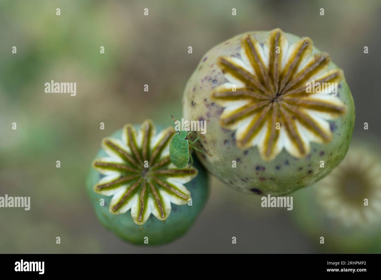 a green stink bug (larva, Palomena prasina) is sitting on a poppy pod, Germany Stock Photo