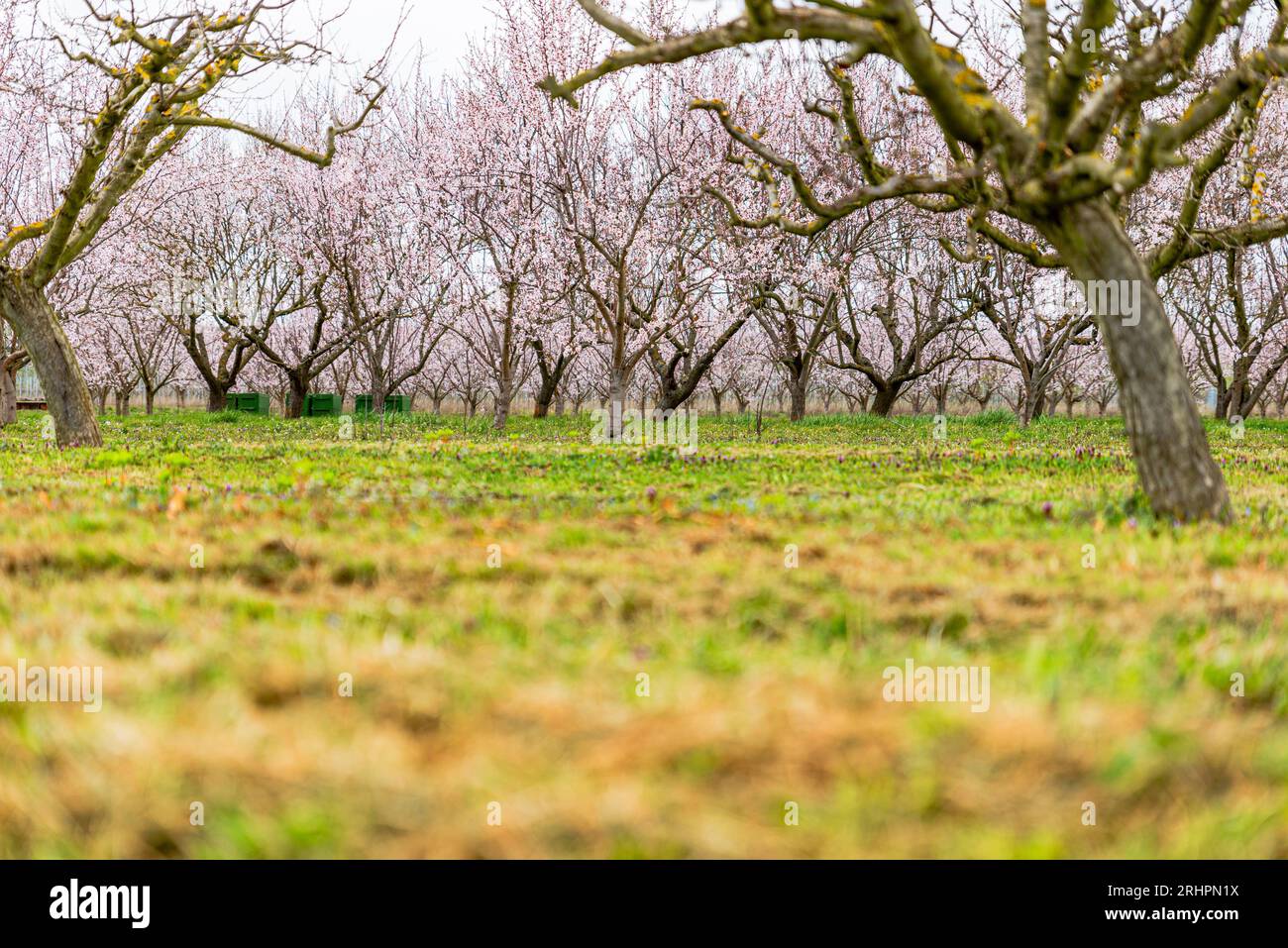 Pink flowering almond tree plantation Stock Photo Alamy