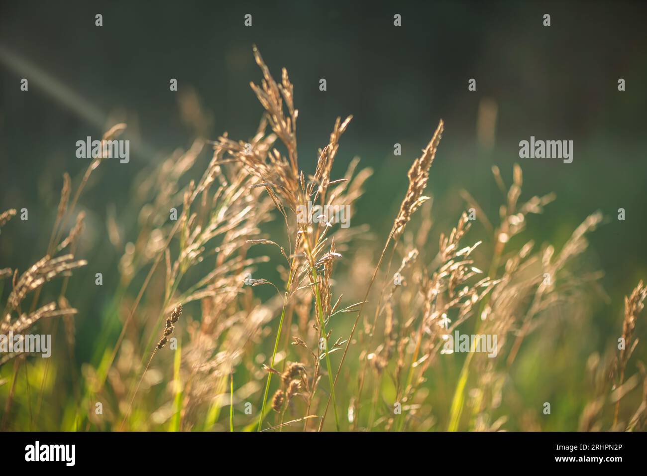 Calm video, natural background. The grass spikes in the wind. slow motion Stock Photo