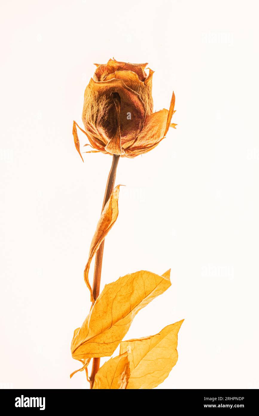 Dried rose petals, floral still life Stock Photo - Alamy