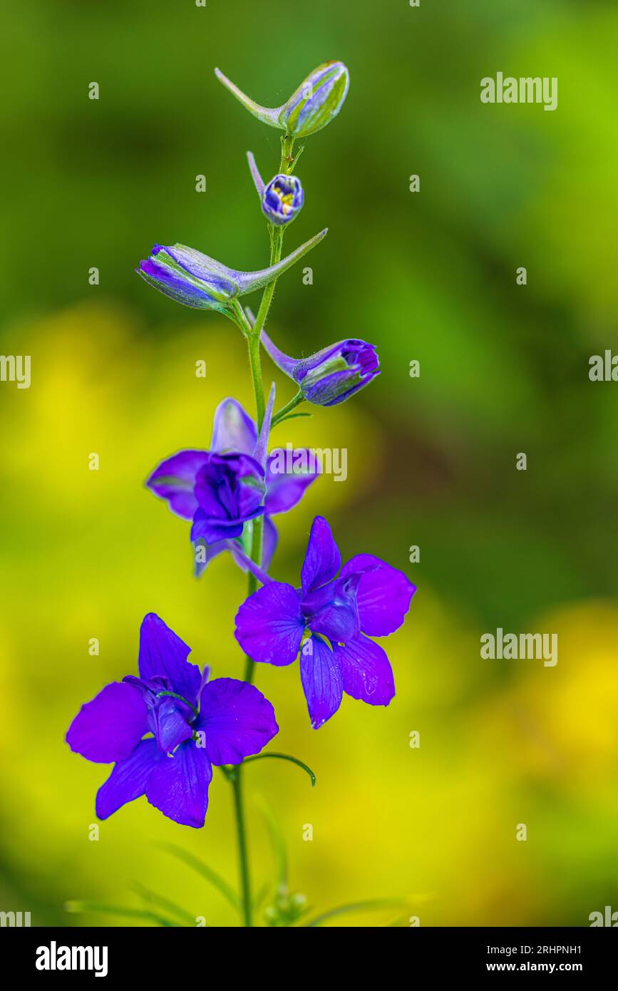Flower of common field delphinium (Consolida regalis), Delphinium consolida, field delphinium, medicinal plant Stock Photo