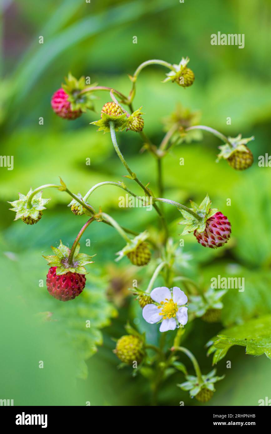 Natural background with red ripe strawberries Stock Photo - Alamy