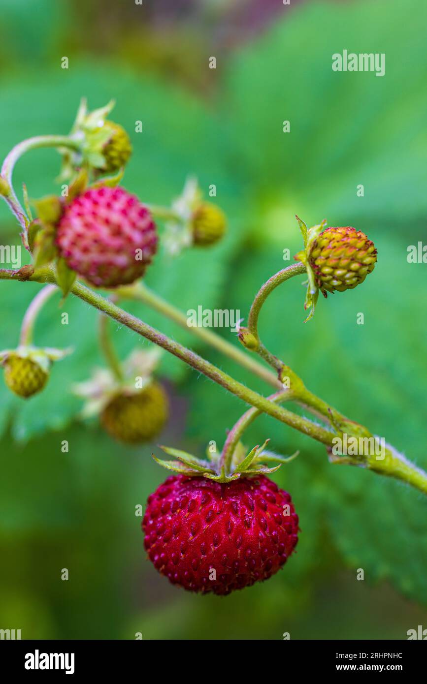 Natural background with red ripe strawberries Stock Photo - Alamy