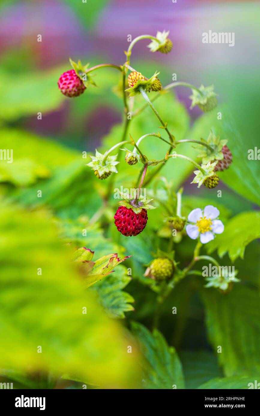 Natural background with red ripe strawberries Stock Photo - Alamy