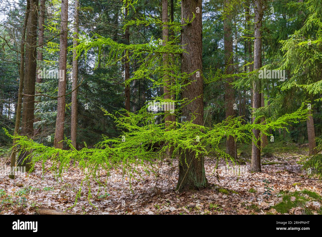 Rural idyll spring scenery hi-res stock photography and images - Alamy