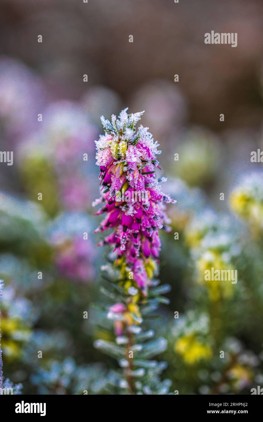Blooming snow heather (Erica carnea) covered with hoarfrost in December Stock Photo