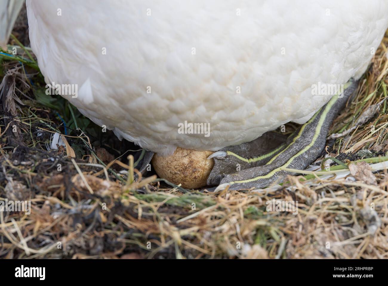 Germany, North Sea, Heligoland, gannet, Morus bassanus, clutch, egg ...