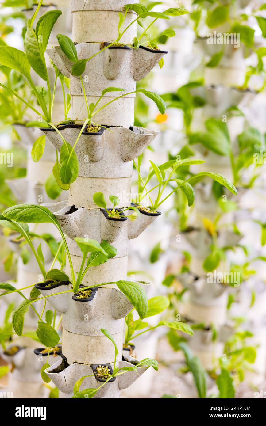 Picture of Hydroponic greenhouse for growing healthy and eco-friendly food Stock ...