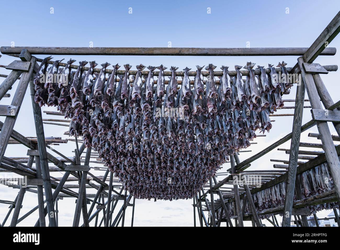 dried fish, Lofoten, Norway, winter Stock Photo Alamy