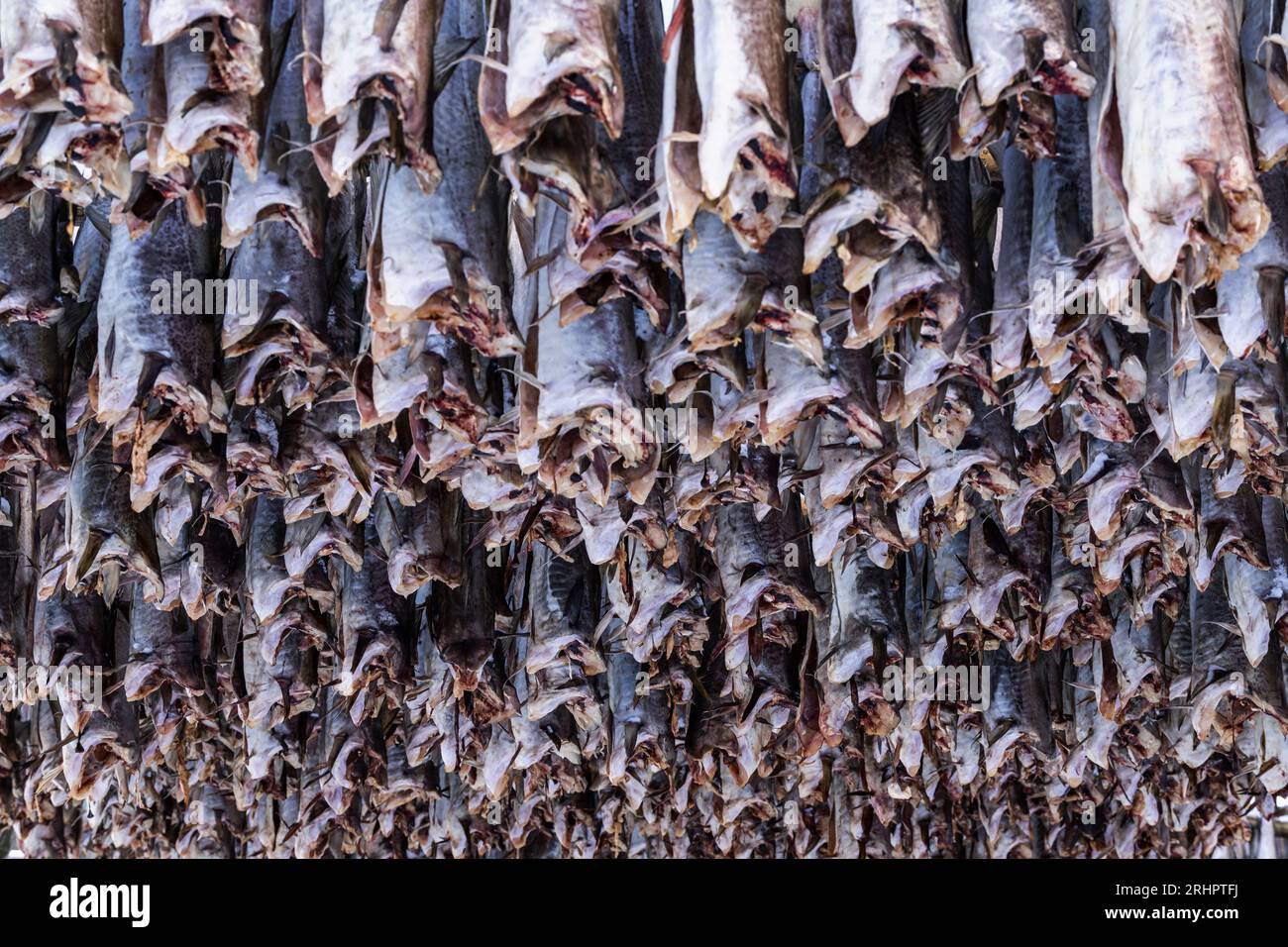 dried fish, Lofoten, Norway, winter Stock Photo Alamy