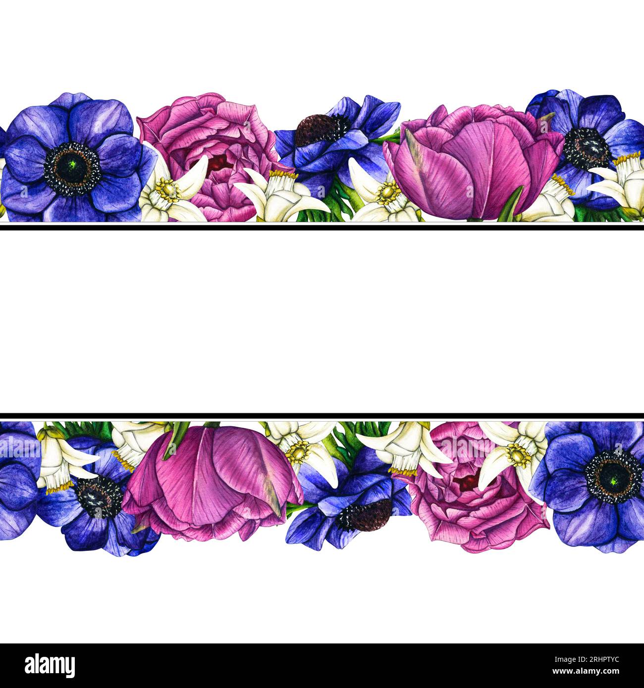 Watercolor seamless border flowers violet anemone and tulips, pink