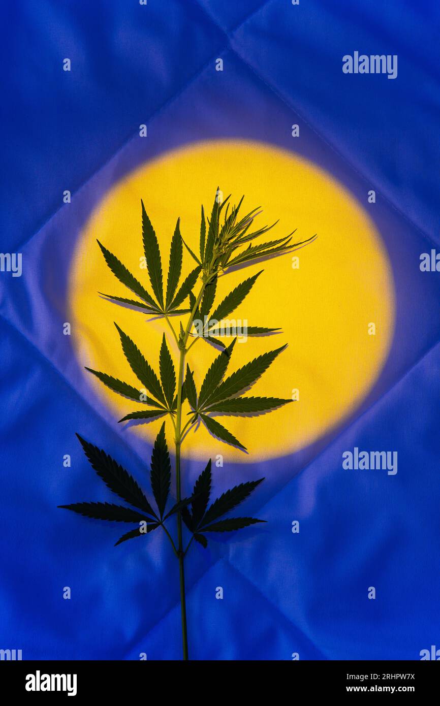 Branch with marijuana leaves against the background of the light of the moon at night. Improving sleep quality with cannabis products, creative concep Stock Photo