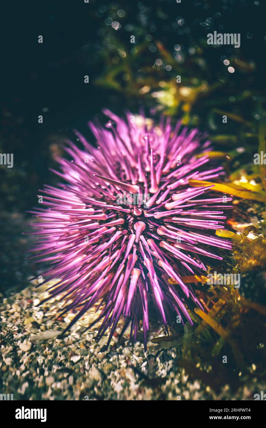 Purple sea urchin, Lytechinus variegatus in water, beach on Mauritius Stock Photo