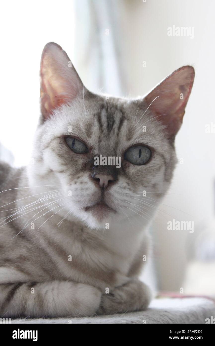Snow Rosette Bengal pet cat staring at the camera Stock Photo