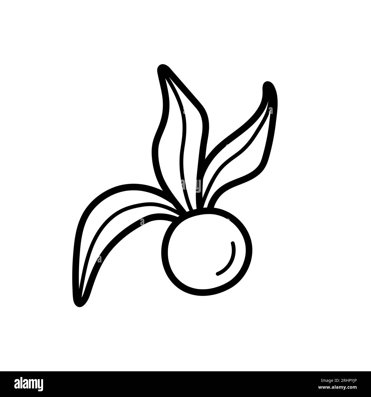 Ripe physalis peruviana berry. Hand drawn sketch icon of husk tomato
