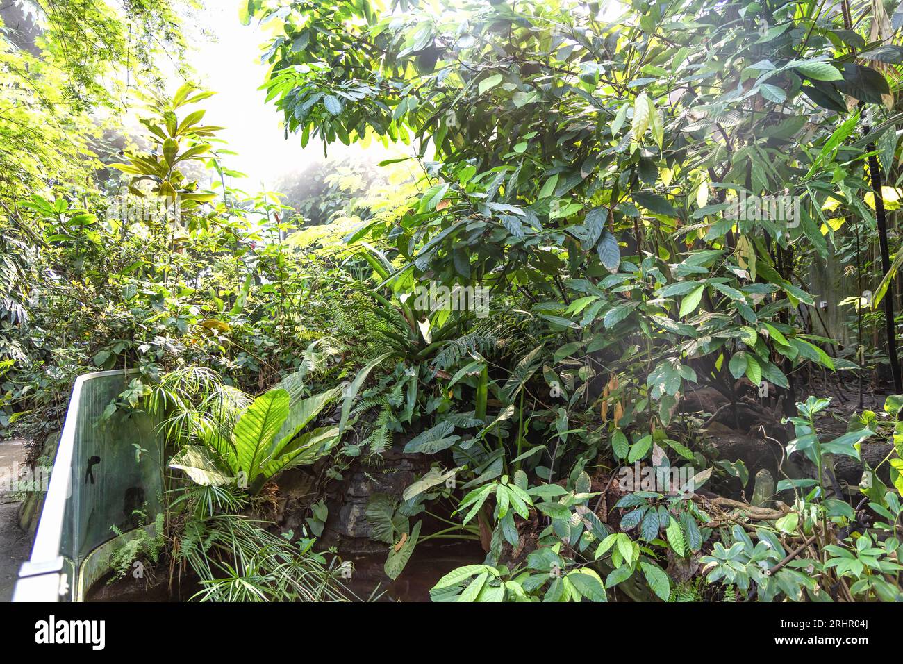 Various tropical plants hi-res stock photography and images - Alamy
