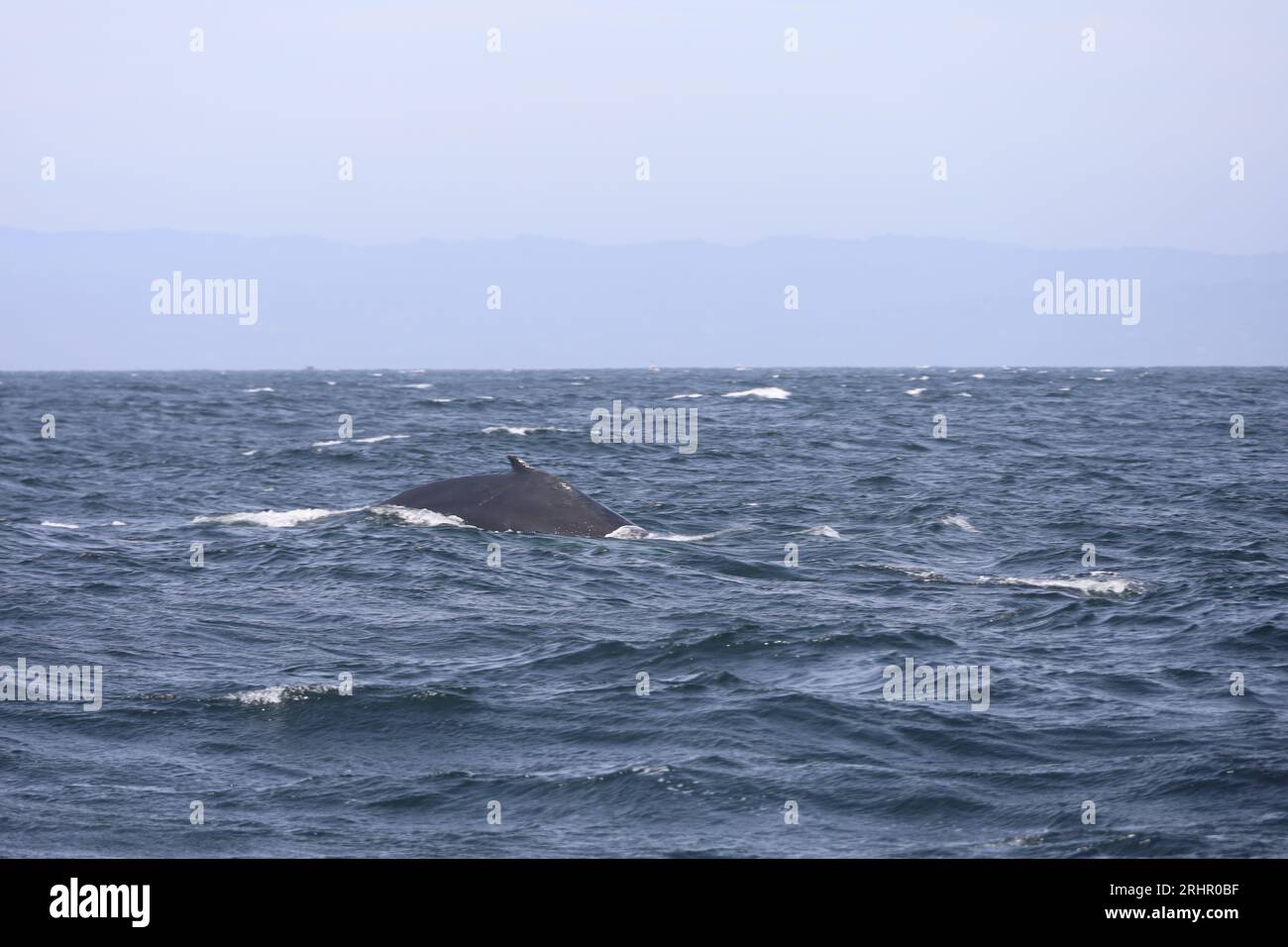 Whales and birds in pacific ocean hi-res stock photography and images ...