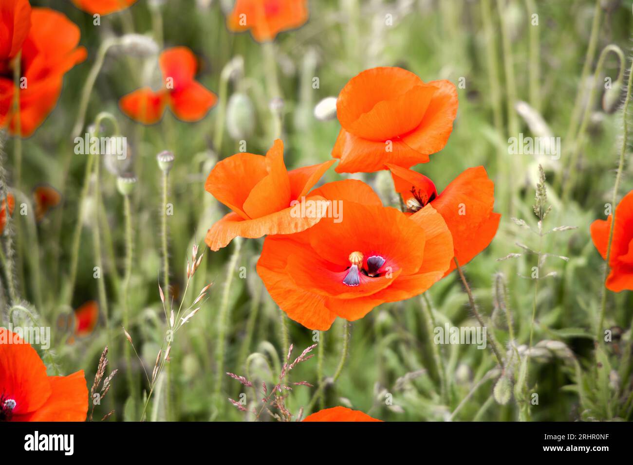 Green field red poppy hi-res stock photography and images - Alamy
