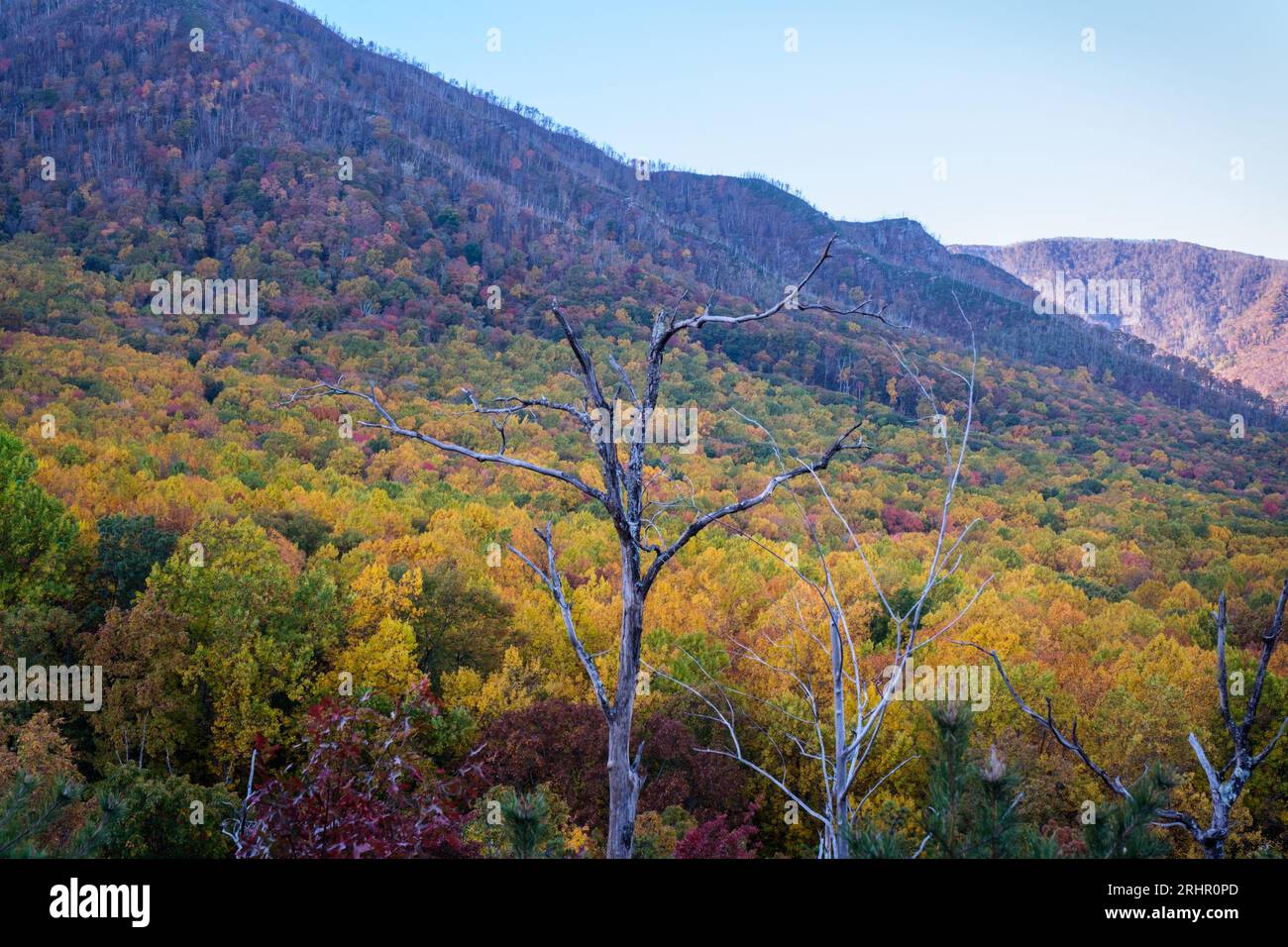 Autumn color, Great Smoky Mountains National Park Sevier County