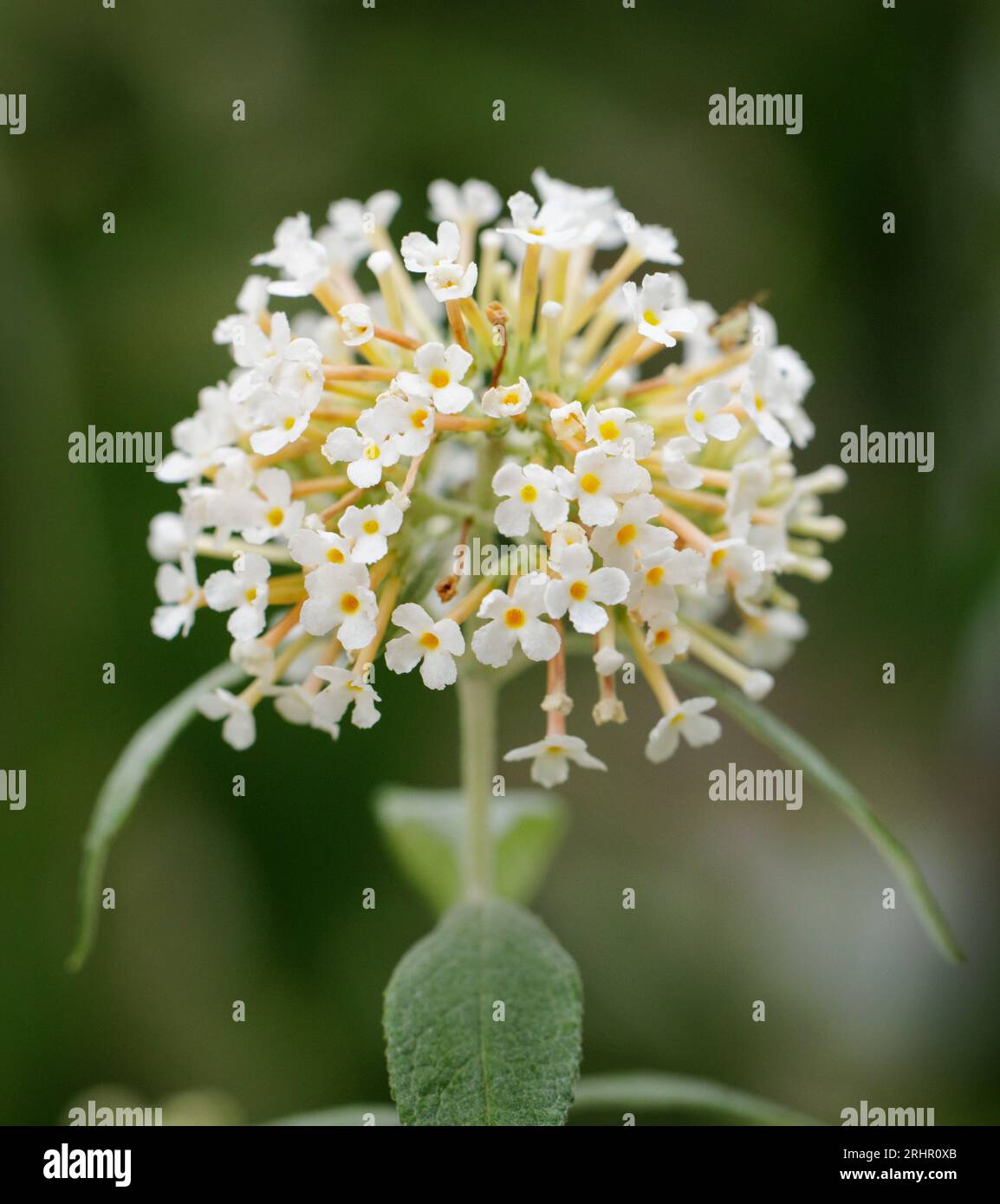 Butterflybush (Buddleja davidii) Hall County, The clustered