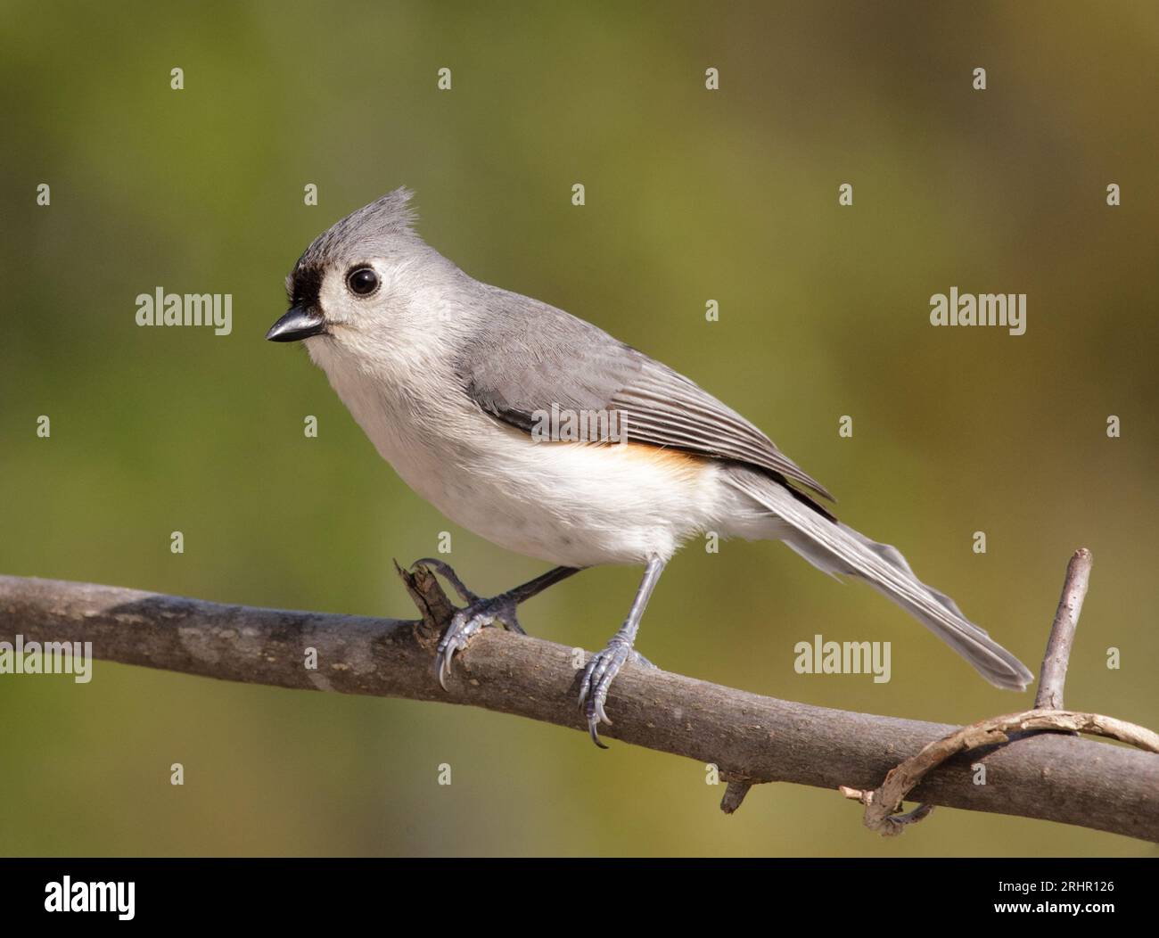 A titmouse perches on a limb on a warm spring afternoon. Stock Photo