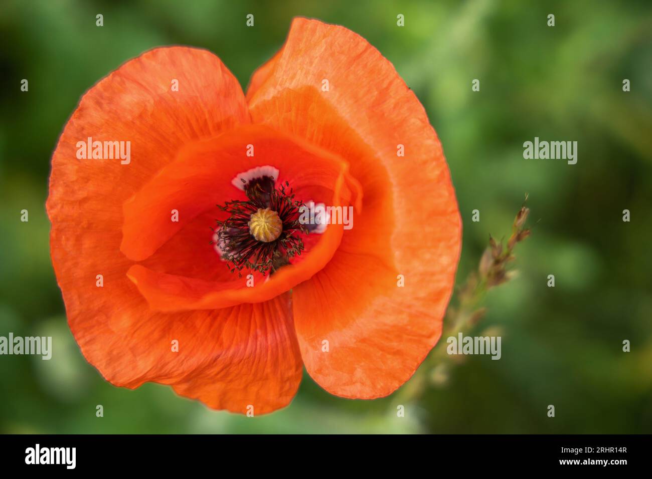 Green field red poppy hi-res stock photography and images - Alamy