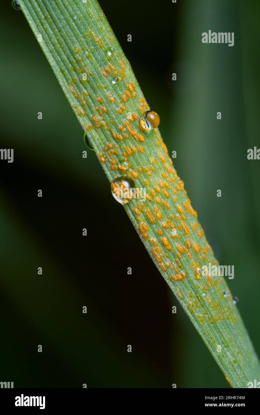 Yellow rust on a wheat leaf Stock Photo