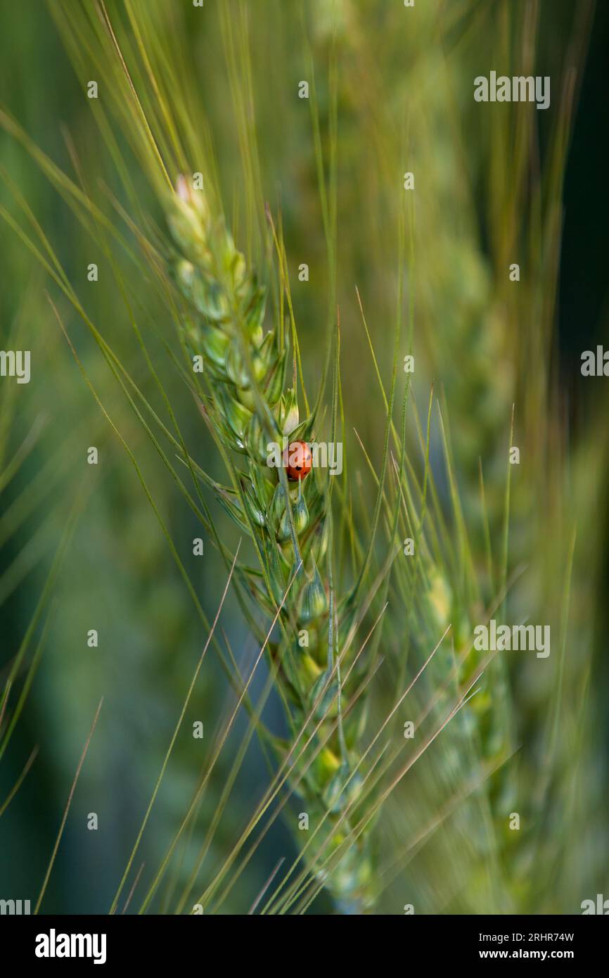 Lady bug on Healthy wheat spike Stock Photo
