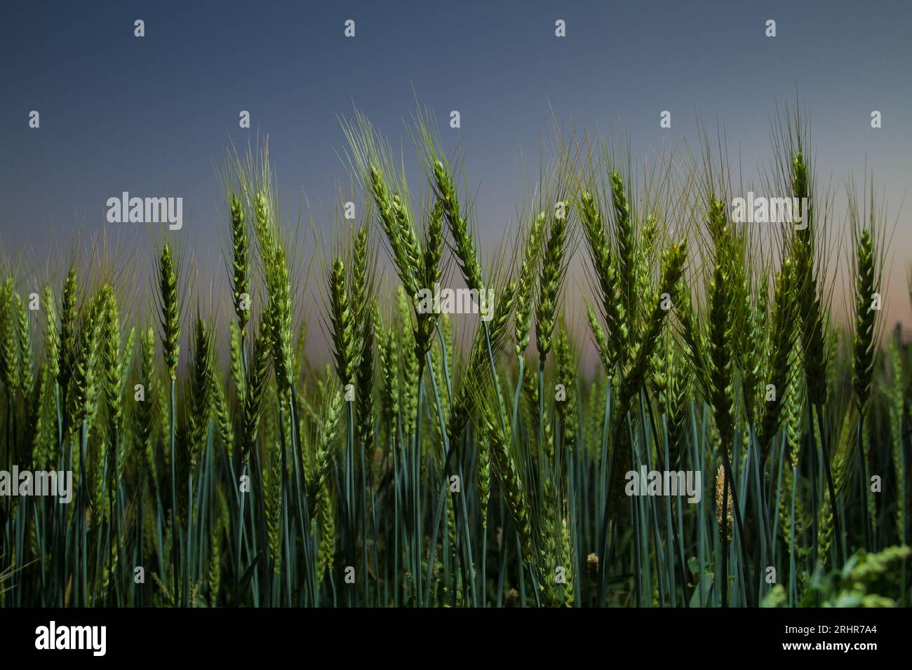 Healthy wheat plants Stock Photo
