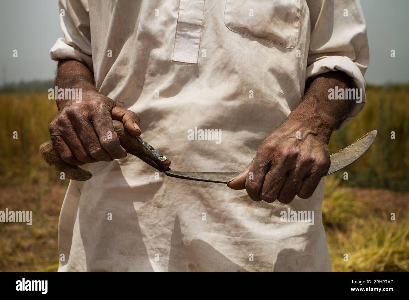 Man holding a sickle for manual harvesting Stock Photo Alamy